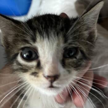 Elsa -  Domestic Short Hair Cat for Adoption in Sarasota, Florida - Elsa | PetCurious