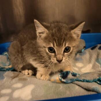 Cedar -  Domestic Short Hair Cat for Adoption in New York, New York - Cedar | PetCurious