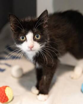 TUXIETO -  Domestic Short Hair Cat for Adoption in Leesburg, Virginia - TUXIETO | PetCurious