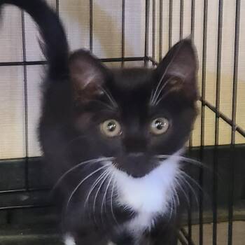 Atlanna -  Domestic Short Hair Cat for Adoption in Hemet, California - Atlanna | PetCurious