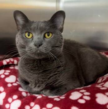 Rescue Domestic Short Hair Cats for Adoption in South Bend, Indiana - Yoda | PetCurious