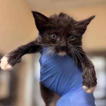 Beaker -  Domestic Medium Hair Cat for Adoption in Lynchburg, Virginia - Beaker | PetCurious