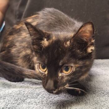 Rescue Domestic Short Hair Cats for Adoption in Kansas City, Missouri - Sabrina | PetCurious