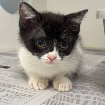 PonPon -  Domestic Short Hair Cat for Adoption in League City, Texas - PonPon | PetCurious