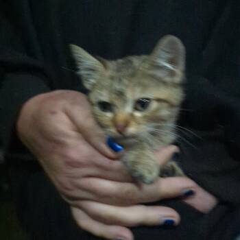 American Shorthair Cats Available for Adoption in West Plains, Missouri - Skully | PetCurious