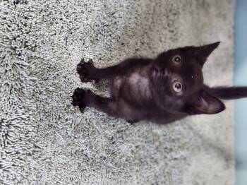 Domestic Short Hair Cats Available for Adoption in Cosby, Tennessee - Shamrock | PetCurious