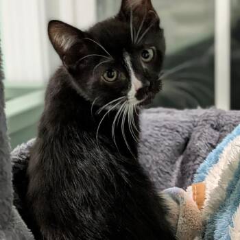 26-363 Jason Voorhees -  Domestic Short Hair Cat for Adoption in North Branford, Connecticut - 26-363 Jason Voorhees | PetCurious