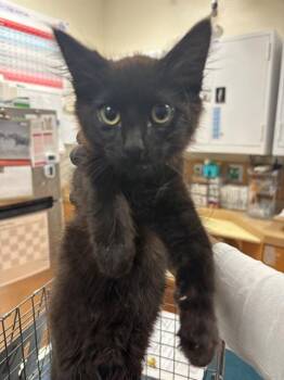 DREAMBOAT -  Domestic Medium Hair Cat for Adoption in Martinez, California - DREAMBOAT | PetCurious