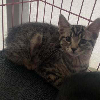 Tiger Lily -  Domestic Short Hair Cat for Adoption in Dayton, Ohio - Tiger Lily | PetCurious