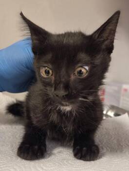 Galaxy Fish -  Domestic Short Hair Cat for Adoption in Fresno, California - Galaxy Fish | PetCurious
