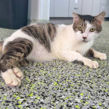 Ozzie -  Domestic Medium Hair Cat for Adoption in Kerrville, Texas - Ozzie | PetCurious