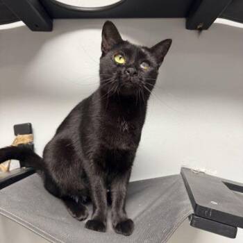 Golden Retriever -  Domestic Short Hair Cat for Adoption in Toms River, New Jersey - Golden Retriever | PetCurious