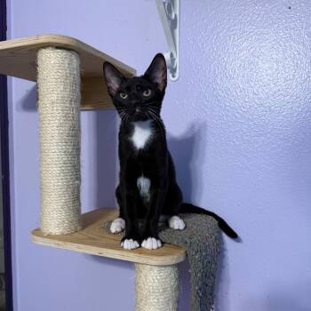 Balerion -  Domestic Short Hair Cat for Adoption in Port Richey, Florida - Balerion | PetCurious