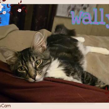 Rescue Domestic Short Hair Cats for Adoption in Tulsa, Oklahoma - Wally | PetCurious