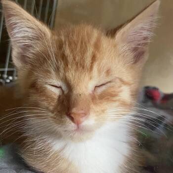 Larry -  Domestic Short Hair Cat for Adoption in York, Pennsylvania - Larry | PetCurious