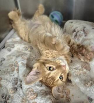 Renesme -  Domestic Short Hair Cat for Adoption in Fort Worth, Texas - Renesme | PetCurious