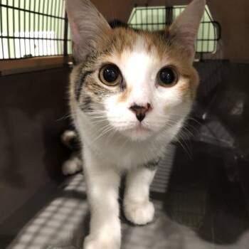 Marnie -  Domestic Short Hair Cat for Adoption in Oak Park, Illinois - Marnie | PetCurious