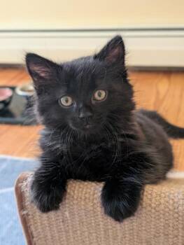 Little Liz -  Domestic Short Hair Cat Available for Adoption in Lowell, Massachusetts - Little Liz | PetCurious