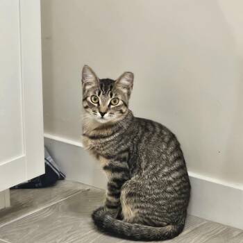 Tabby Cats Available for Adoption in Scottsdale, Arizona - Goose  | PetCurious