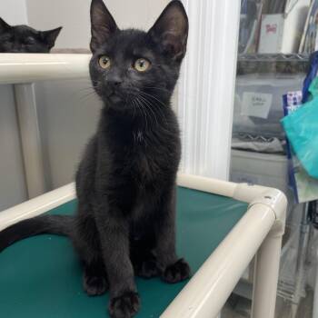 Rescue Domestic Short Hair Cats for Adoption in Fernandina Beach, Florida - Liam | PetCurious