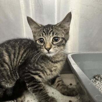 Ajax -  Domestic Short Hair Cat for Adoption in Evansville, Indiana - Ajax | PetCurious