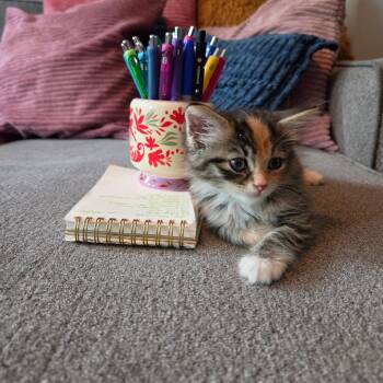 Monroe -  Domestic Short Hair Cat for Adoption in Chicago, Illinois - Monroe | PetCurious