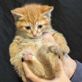 Sunset -  Domestic Short Hair Cat Available for Adoption in Johnstown, Pennsylvania - Sunset | PetCurious