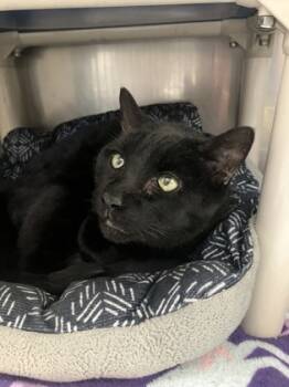 Rescue Domestic Short Hair Cats for Adoption in Morristown, New Jersey - Pots | PetCurious