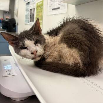 Radical Grandma -  Domestic Medium Hair Cat for Adoption in Charleston, West Virginia - Radical Grandma | PetCurious