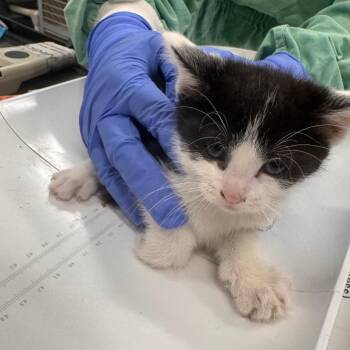 Domestic Short Hair Cats Available for Adoption in Wheeling, Illinois - Grey | PetCurious