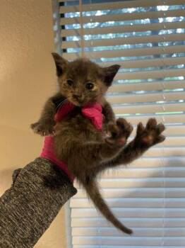 Cookie (pre adopt) -  Domestic Short Hair Cat for Adoption in Fort Worth, Texas - Cookie (pre Adopt) | PetCurious
