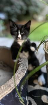 CL - Percy -  Domestic Short Hair Cat for Adoption in Dawson, Georgia - CL - Percy | PetCurious