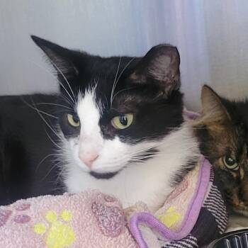 Domestic Short Hair Cats Available for Adoption in Wheeling, Illinois - Eeny | PetCurious