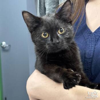 Domestic Short Hair Cats Available for Adoption - Soot | PetCurious