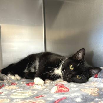 Domestic Short Hair Cats Available for Adoption - Bonk | PetCurious