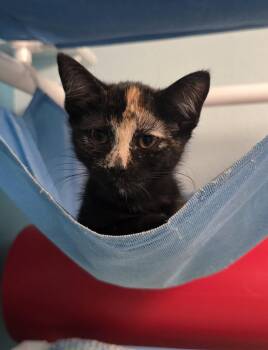 Monarch -  Domestic Short Hair Cat for Adoption in Evergreen, Colorado - Monarch | PetCurious