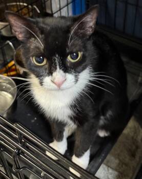 Padgett -  Tuxedo Cat for Adoption in Centerville, Georgia - Padgett | PetCurious