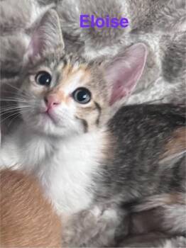 NOODLES -  Domestic Short Hair Cat for Adoption in Fort Myers, Florida - NOODLES | PetCurious