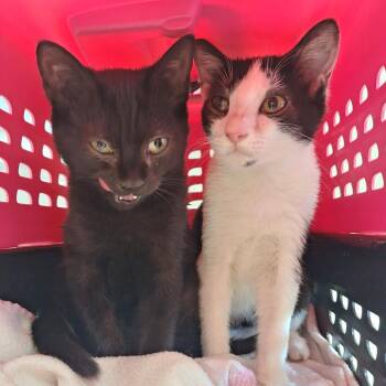Doc -  Domestic Short Hair Cat for Adoption in Cumming, Georgia - Doc | PetCurious