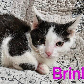 Brinley -  Domestic Short Hair Cat for Adoption in NEW PT RICHEY, Florida - Brinley | PetCurious