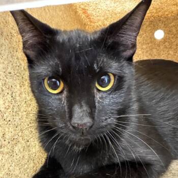 Parker 1 -  Domestic Short Hair Cat for Adoption in Philadelphia, Pennsylvania - Parker 1 | PetCurious