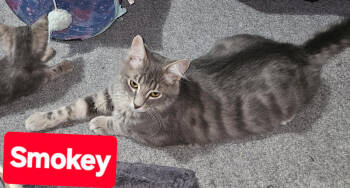 Rescue Domestic Short Hair Cats for Adoption in The Dalles, Oregon - Smokey | PetCurious