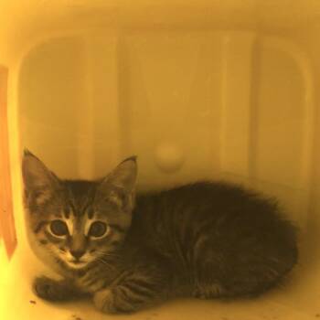 Marty -  Domestic Short Hair Cat for Adoption in Manhattan, Kansas - Marty | PetCurious