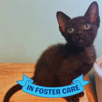 HUEY -  Domestic Short Hair Cat for Adoption in Tallahassee, Florida - HUEY | PetCurious