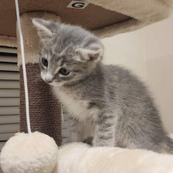 Coach -  Domestic Short Hair Cat for Adoption in Cumming, Georgia - Coach | PetCurious