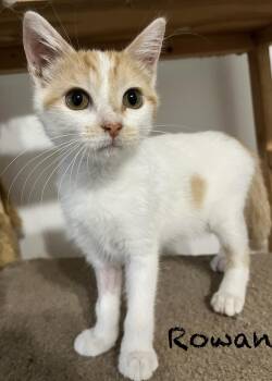 Rescue Domestic Short Hair Cats for Adoption in Gun Barrel City, Texas - Rowan | PetCurious