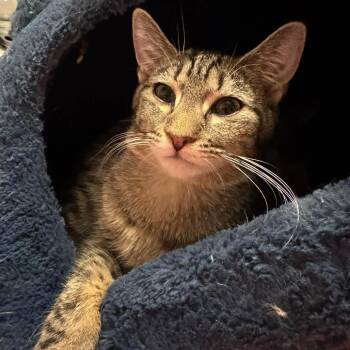 Domestic Short Hair Cats Available for Adoption in Johnstown, Pennsylvania - Cheese | PetCurious