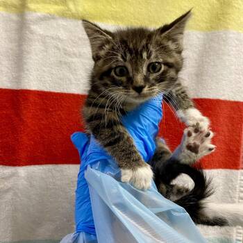 Shiitake Mushroom -  Domestic Short Hair Cat for Adoption in Cheyenne, Wyoming - Shiitake Mushroom | PetCurious