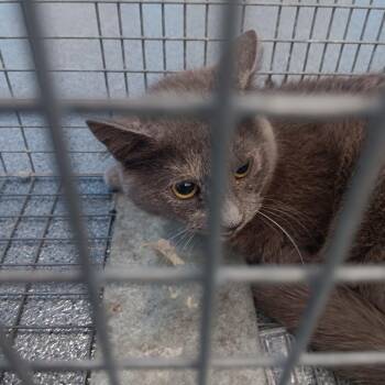 Domestic Short Hair Cats Available for Adoption in Montgomery, Alabama - Meme | PetCurious