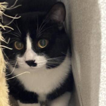 Tofu -  Domestic Short Hair Cat for Adoption in Murray, Utah - Tofu | PetCurious